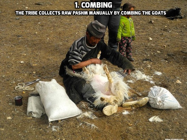 Combing Pashina Goat