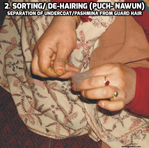 Sorting or Dehairing Pashmina