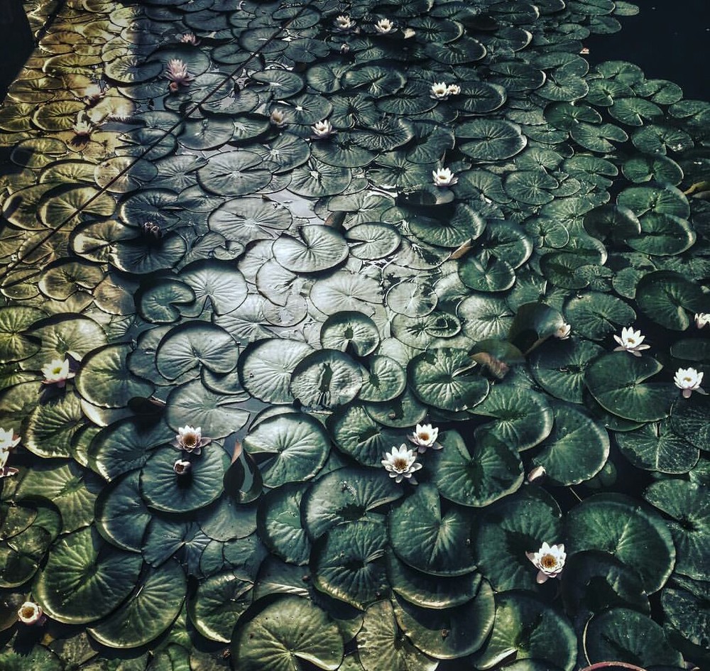 dallake_lotus