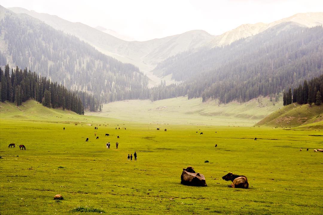 bangus valley