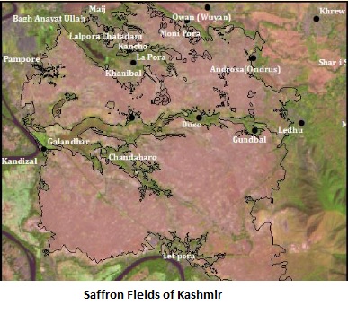 saffron fields of kashmir