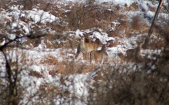 hangul dachigam