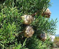 maju