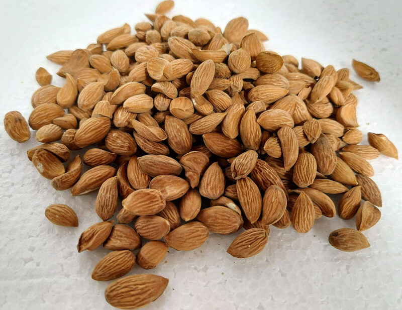 Kashmiri Almonds Without Shell Gyawun