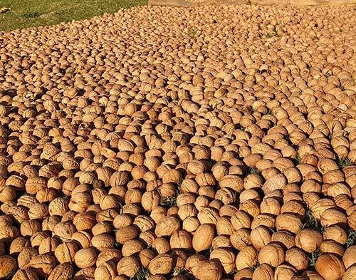 kashmiri walnuts online
