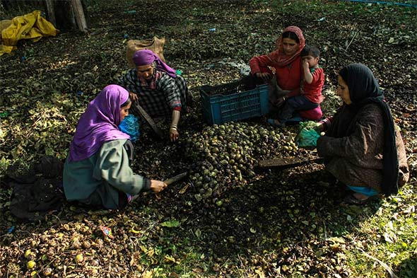 walnut harvesting