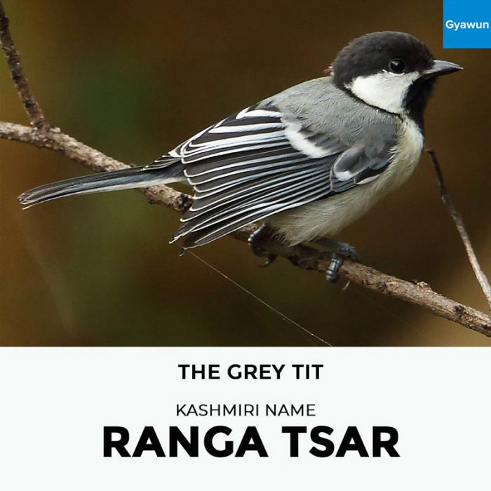 Kashmiri Names Of Birds Gyawun