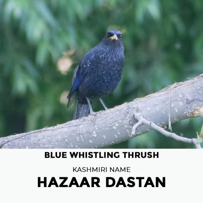Kashmiri Names of Birds Gyawun