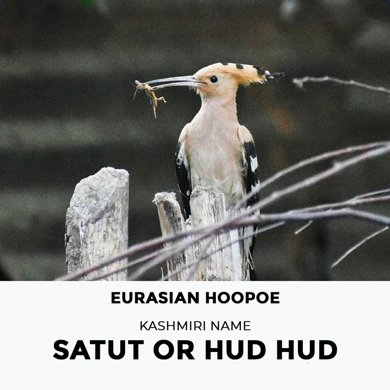 Satut Hud hud