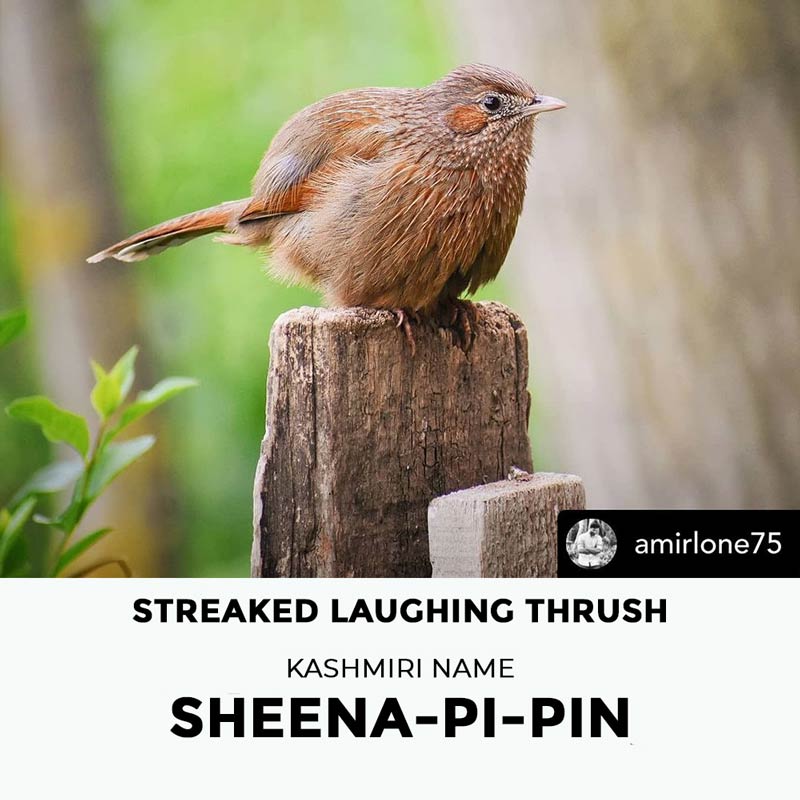 Sheena pi pin