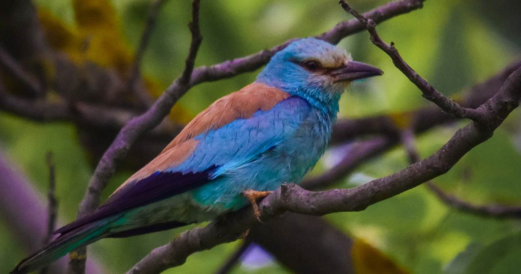 birds of kashmir