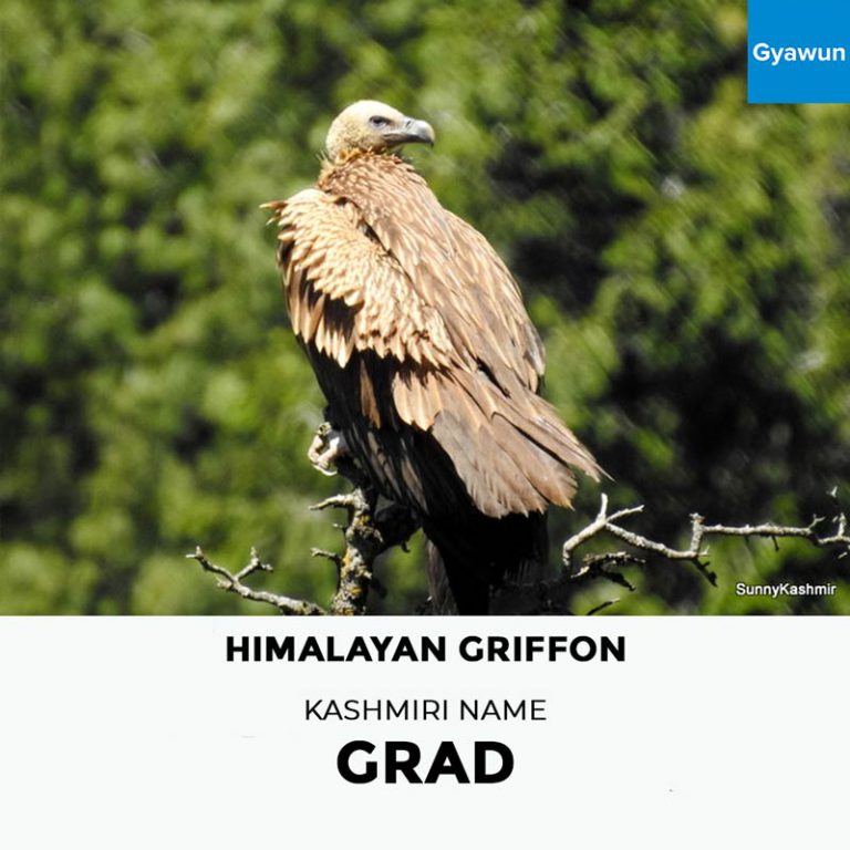 Kashmiri Names of Birds Gyawun