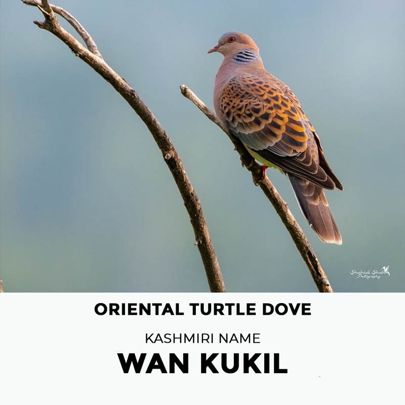 wan kukil