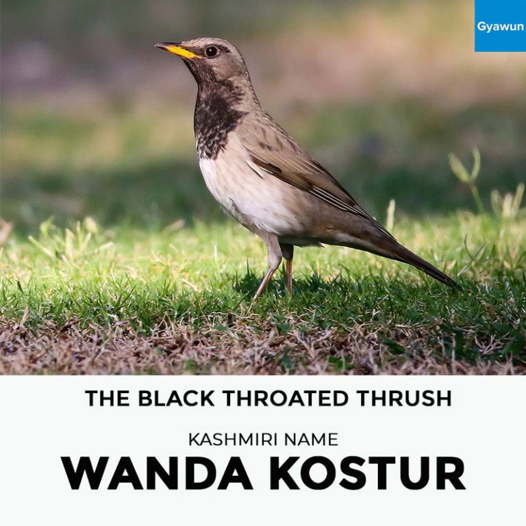 Kashmiri Names Of Birds Gyawun