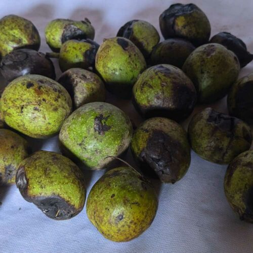 Kashmiri Walnut greenfresh20230916 01