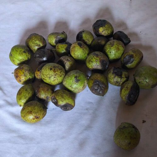 Kashmiri Walnut greenfresh20230916 02