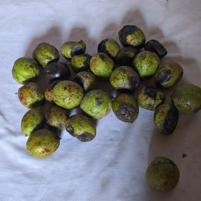 Kashmiri Walnut greenfresh20230916 02