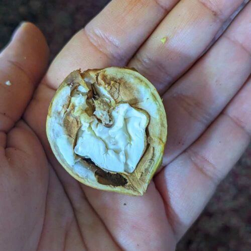 Kashmiri Walnut greenfresh20230916 03